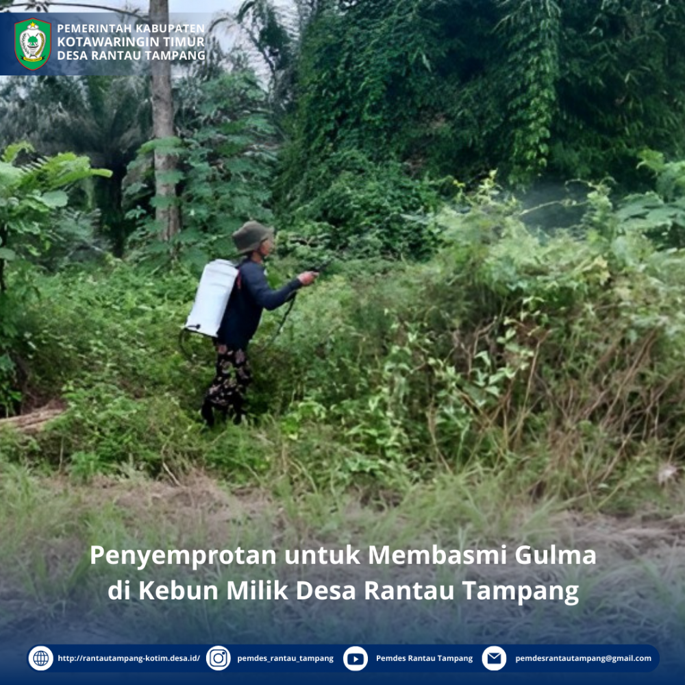 PENYEMPROTAN UNTUK MEMBASMI GULMA DI KEBUN MILIK DESA RANTAU TAMPANG